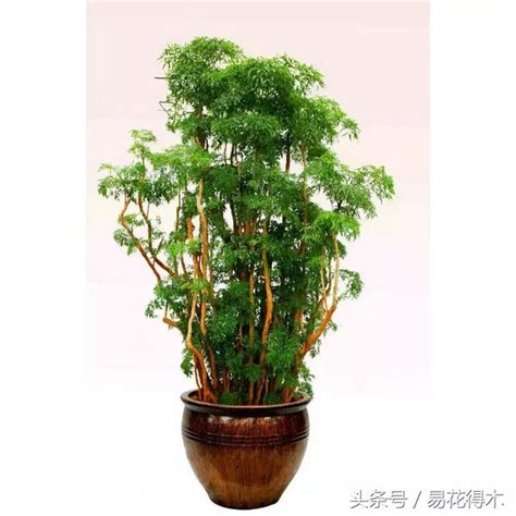 福祿桐功效|家庭常綠觀葉植物推薦：福祿桐